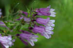 Small's beardtongue